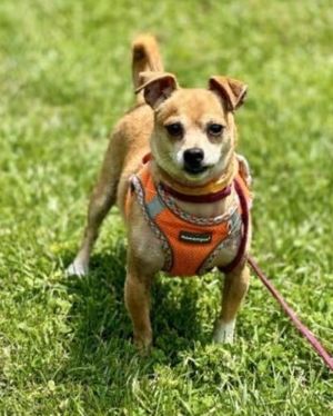 Adopt Rescue Dogs and Puppies from OSCAR Animal Rescue in Sparta, NJ