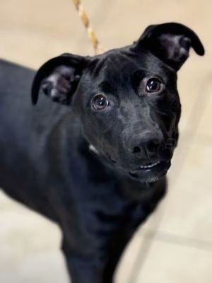 Adopt Rescue Dogs and Puppies from OSCAR Animal Rescue in Sparta, NJ