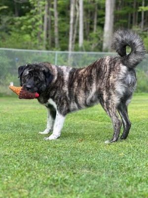 Adopt Rescue Dogs and Puppies from OSCAR Animal Rescue in Sparta, NJ