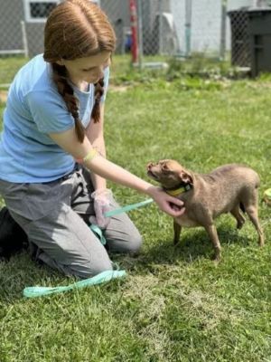 Adopt Rescue Dogs and Puppies from OSCAR Animal Rescue in Sparta, NJ