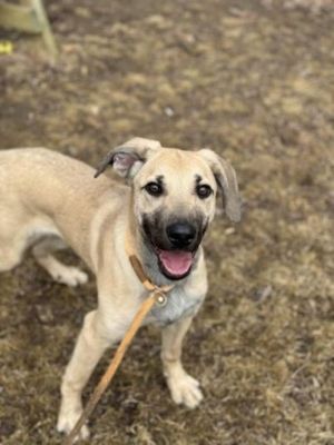 Adopt Rescue Dogs and Puppies from OSCAR Animal Rescue in Sparta, NJ