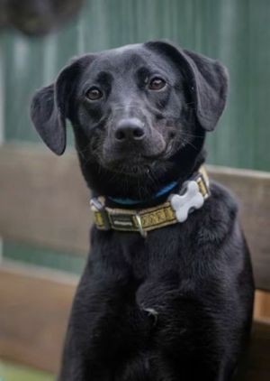 Adopt Rescue Dogs and Puppies from OSCAR Animal Rescue in Sparta, NJ