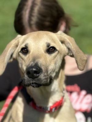 Adopt Rescue Dogs and Puppies from OSCAR Animal Rescue in Sparta, NJ
