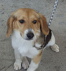 Lady (aka Fur Ball) a sweet, adoptable dog at OSCAR Animal Rescue in Sparta, NJ