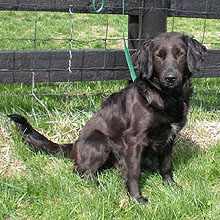 Layla, an adoptable dog at OSCAR Animal Rescue in Sparta, NJ