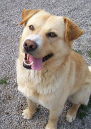 Big Mac, an adoptable dog at OSCAR Animal Rescue in Sparta, NJ